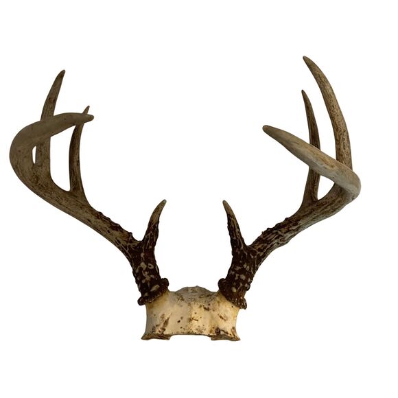 Wild 8 Point Whitetail Deer Antlers Rack Skull Plate Mount Man Cave Decor - Picture 2 of 4